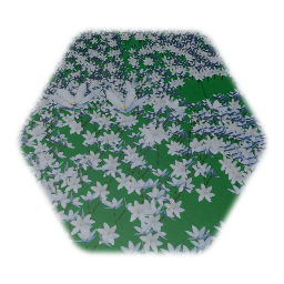 オオアマナ Ornithogalum