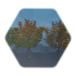 Willow Oak tree Mature