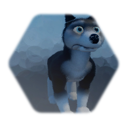 Siberian husky shelly