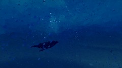 The Water: The Humpback Whale