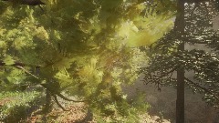 Realistic Forest Scene