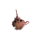 Muzikantus