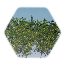 Black Berry Bush