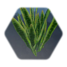 Snake Plant Succulent