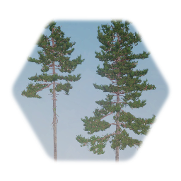 Eastern White Pine Tree