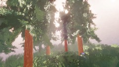 The Pine tree forest