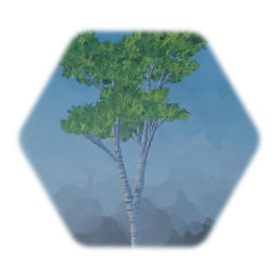 Birch tree