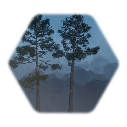 Loblolly Pine Tree Mature