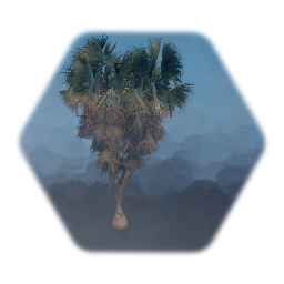 Doum Palm/ African Safari Palm