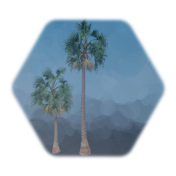 Sabal Palm Tree